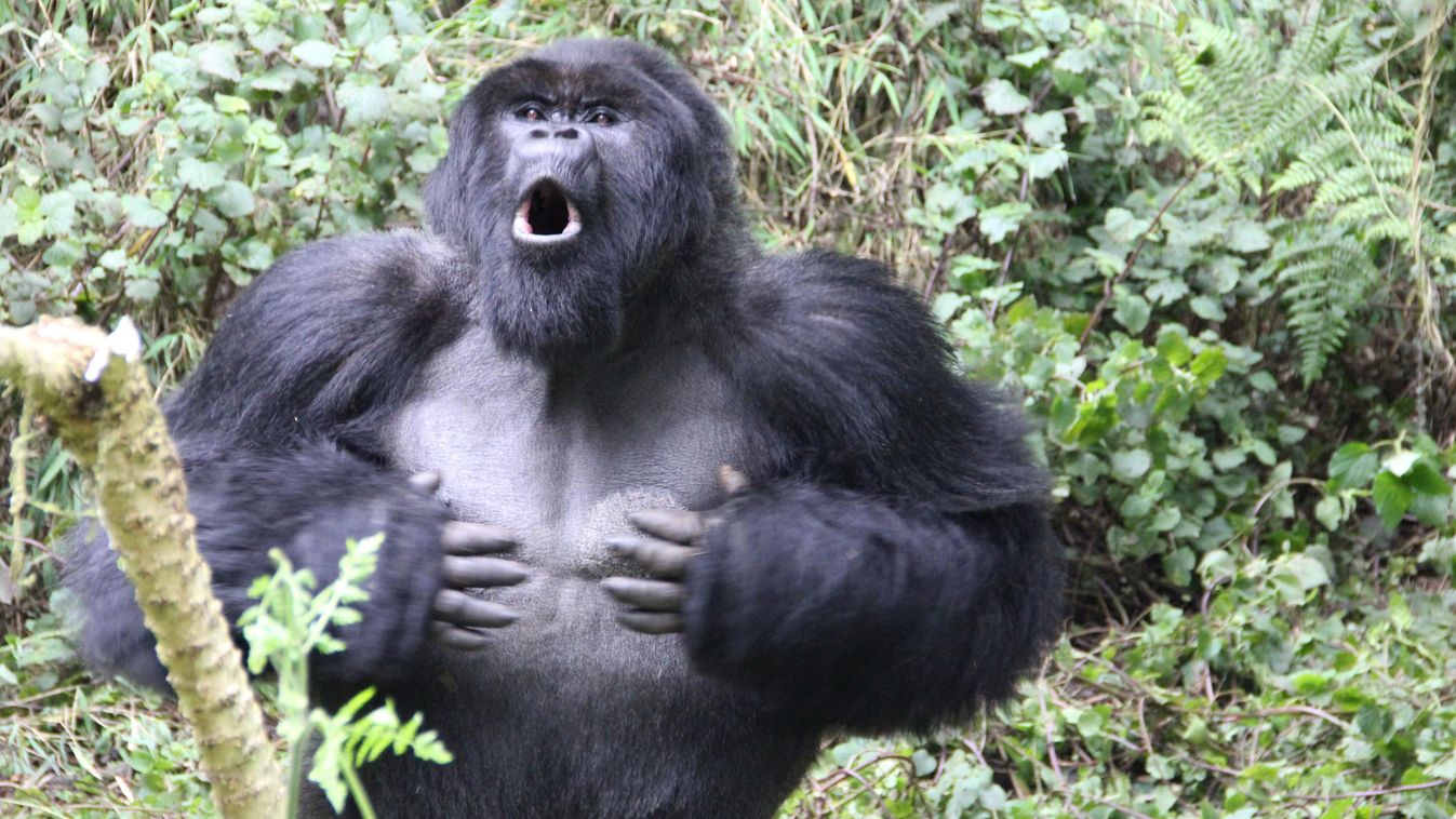 A gorillák kommunikációjának titkait tárta fel egy új kutatás