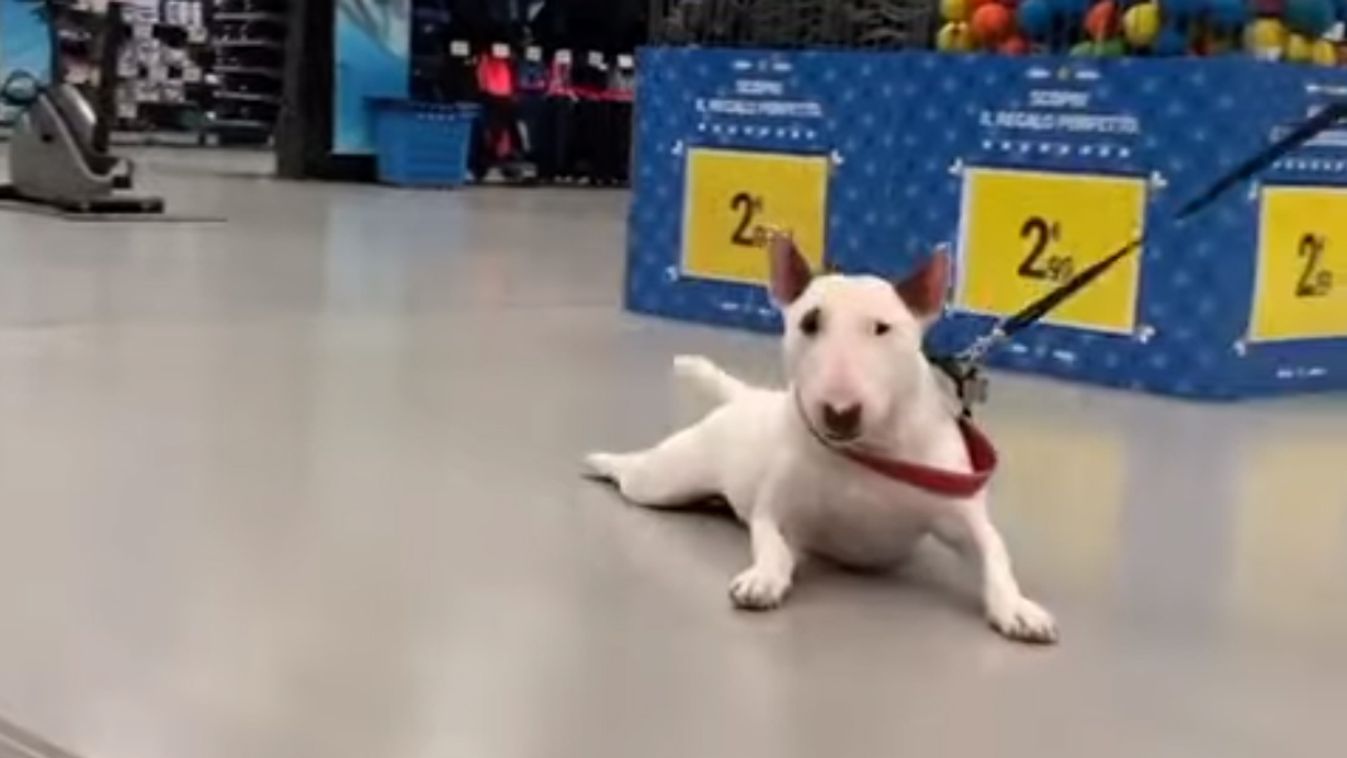 Ez a kutya nyerte az idei lustaság-versenyt (videó)