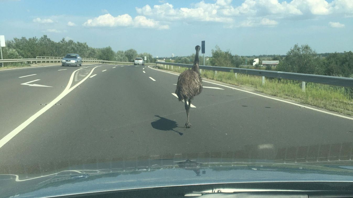 Elszabadult emu okozott torlódást Szolnoknál (videó)