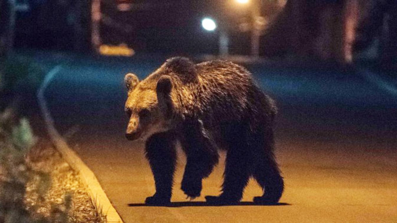 Három juhot ölt meg a medve egy farcádi gazda udvarán