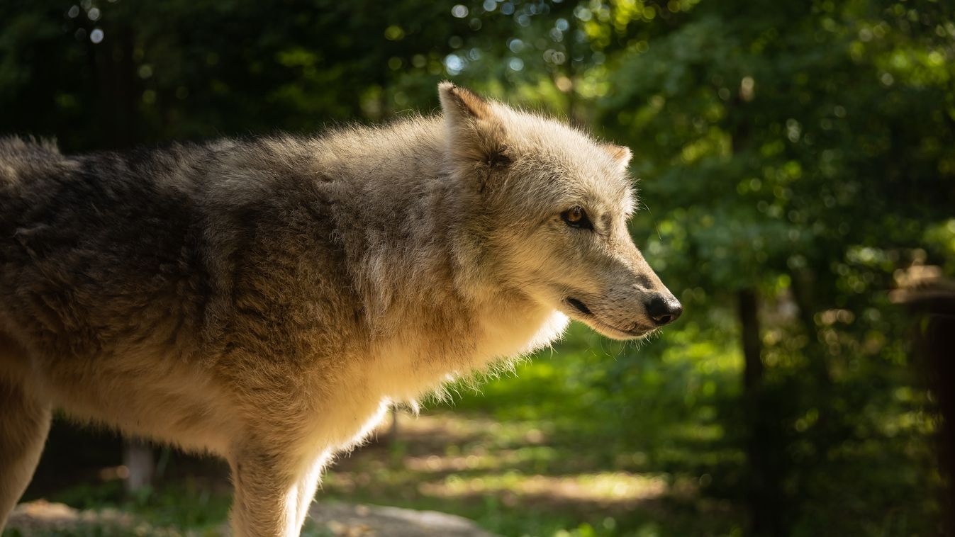 A wisconsini szürke farkasok egyharmadát kiirtották