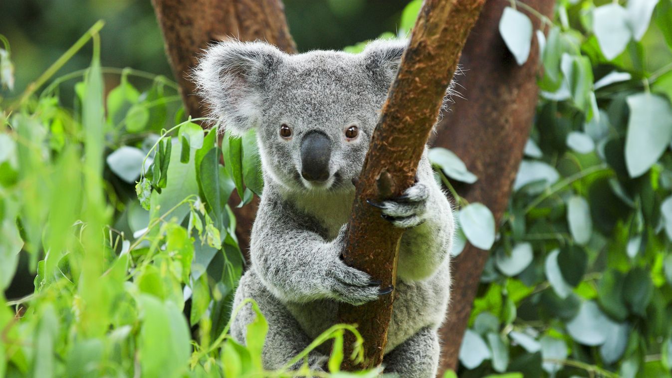 Újabb hím koala pusztult el a zürichi állatkertben