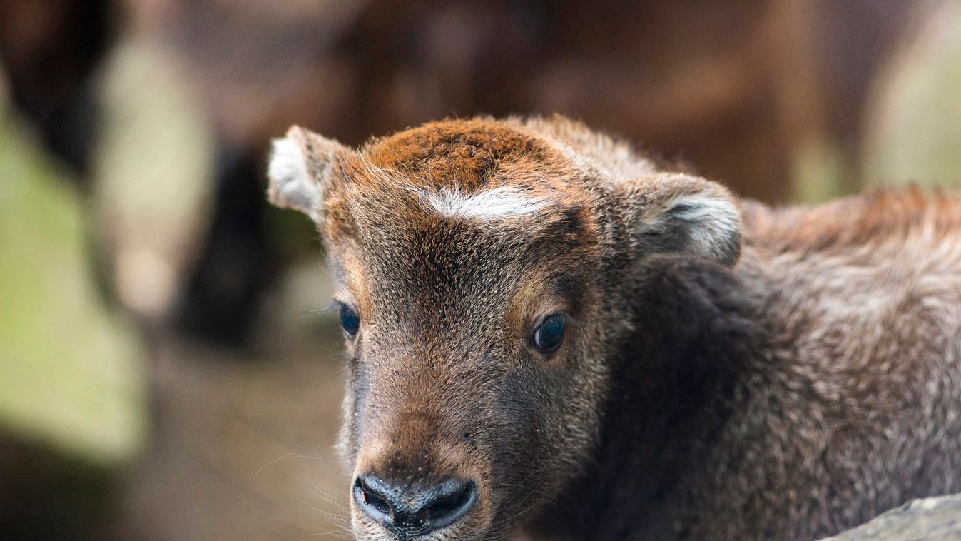 Egy hónapon belül másodszor született takin a Nyíregyházi Állatparkban