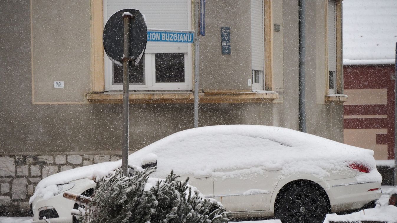 Megkezdődött a fenyők begyűjtése, feldolgozása