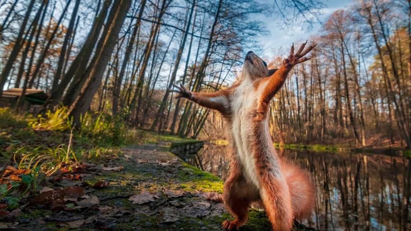 Szakértők figyelmeztetnek a Föld fáival kapcsolatban
