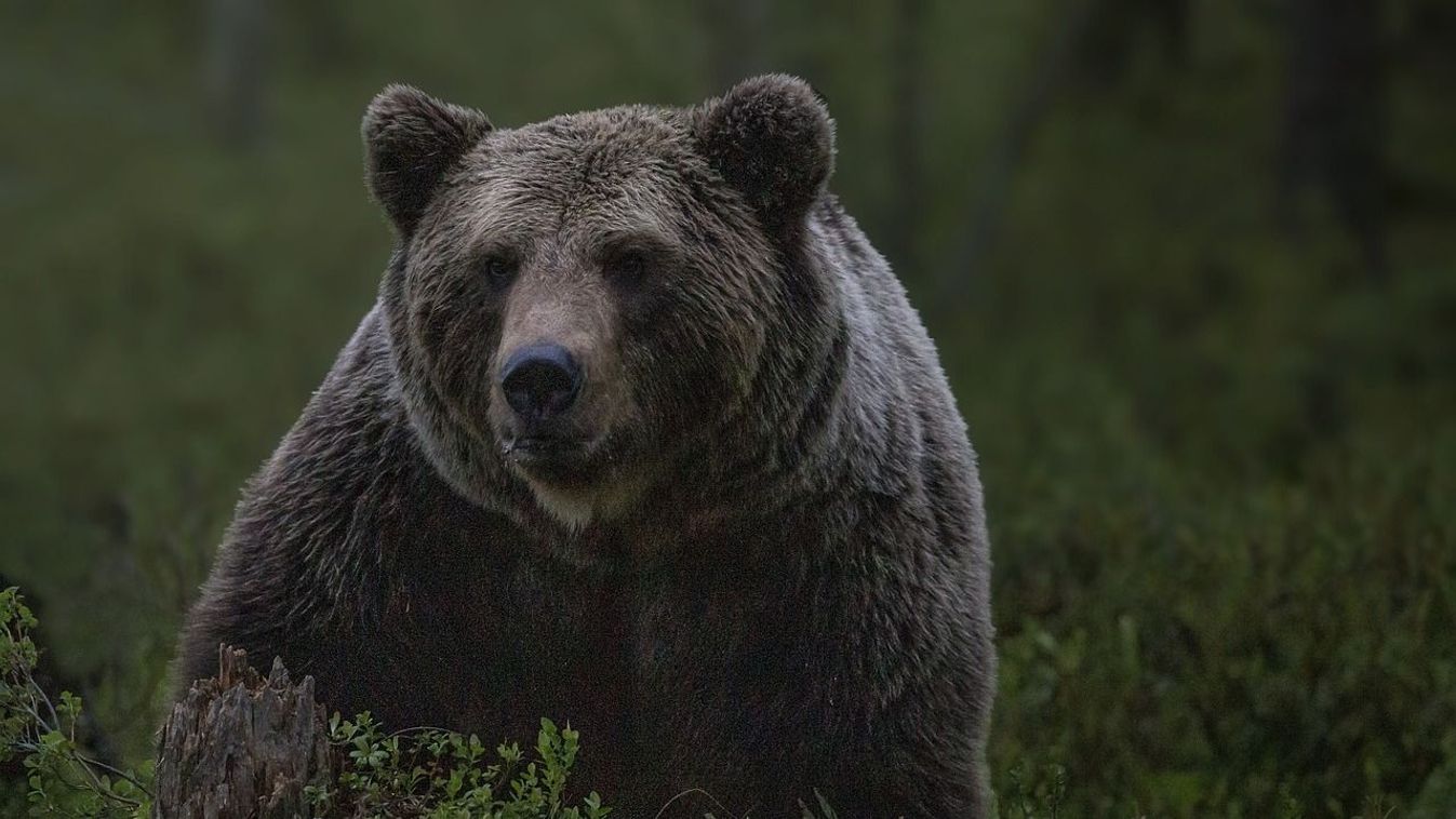 Anyamedve támadt rá egy 16 éves fiúra Homoródszentmárton közelében