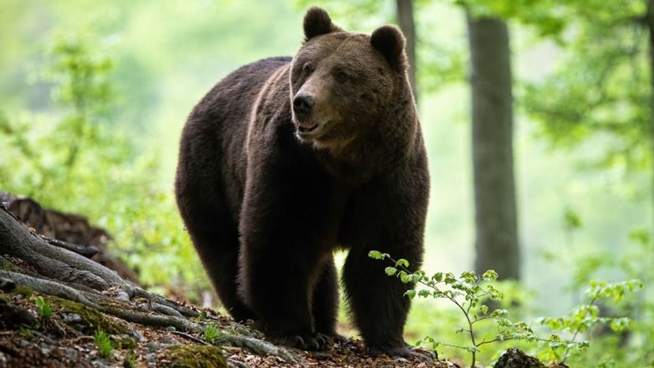 Ro-alert-üzenet: medvét láttak a marosvásárhelyi Somostető térségében