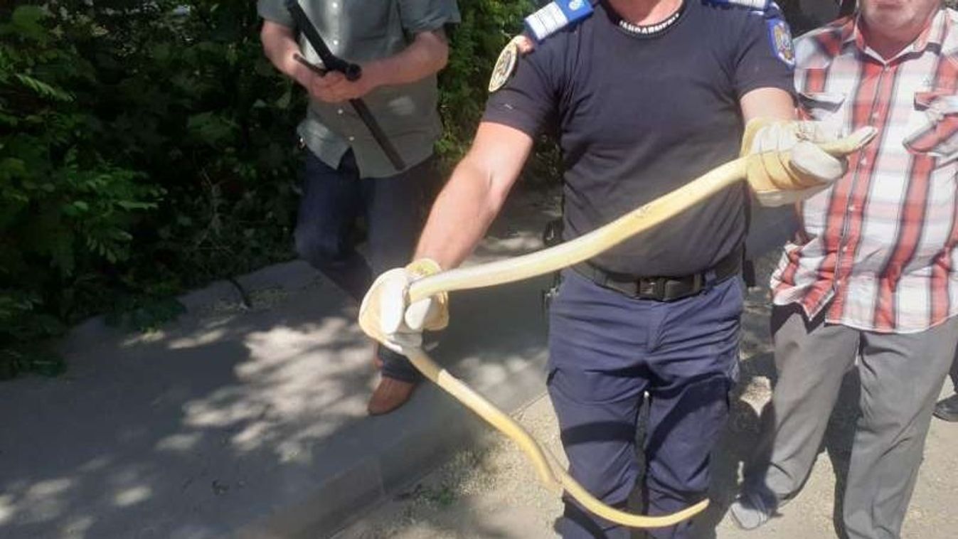 Egy másfél méteres kígyóhoz riasztották a csendőröket Bârladon