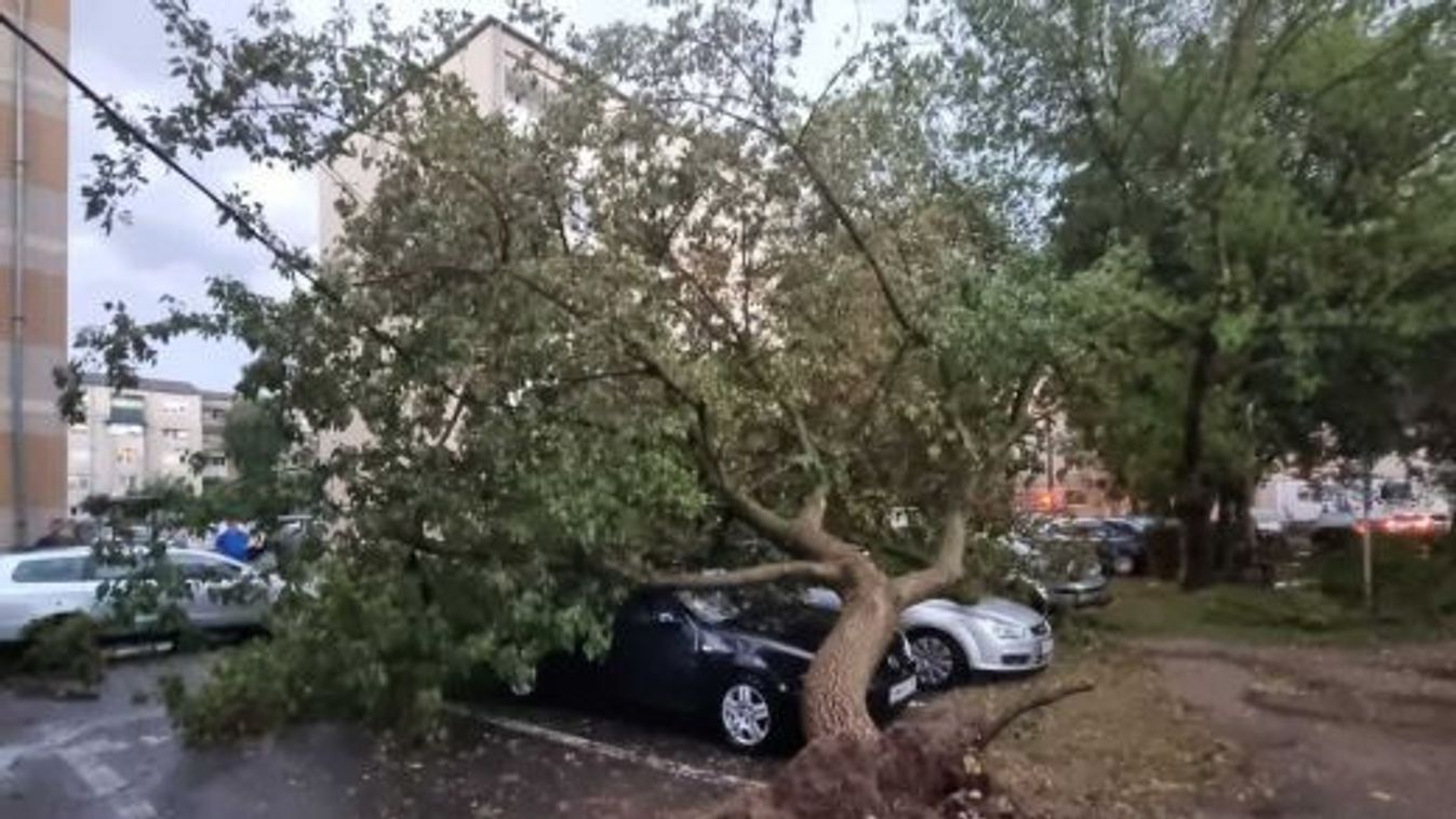 Szatmár megyében 54 fát döntött ki a szél