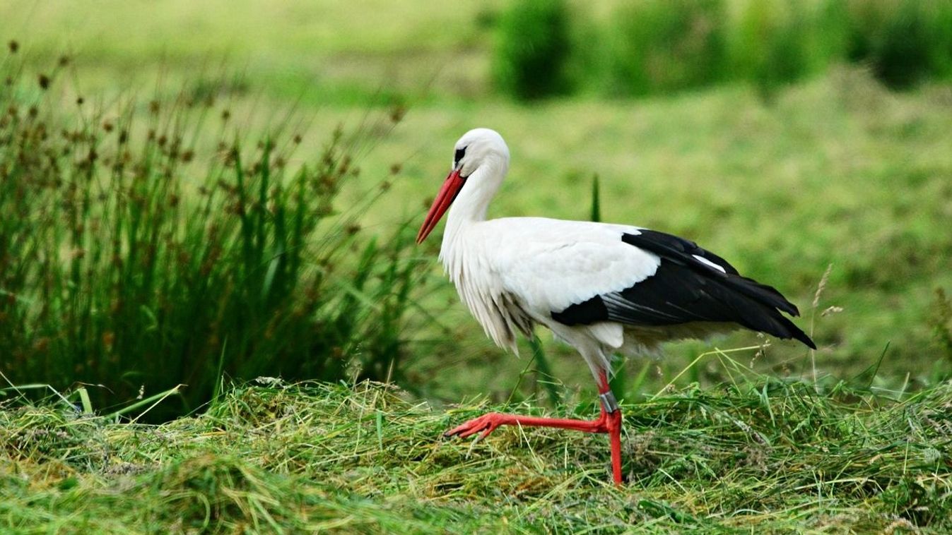 Madárinfluenzás gólyát találtak Bihar megyében